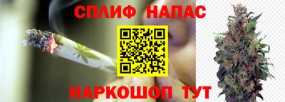 индика Кингисепп